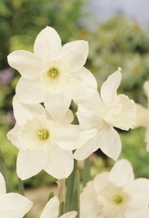 Narcis Tresamble